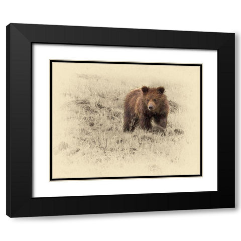 Grizzly Cub 1 Black Modern Wood Framed Art Print with Double Matting by Brown, Jim