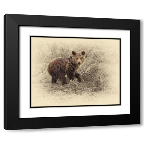 Grizzly Cub 2 Black Modern Wood Framed Art Print with Double Matting by Brown, Jim
