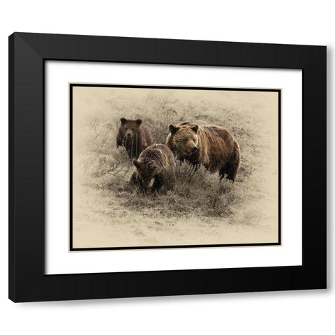 Grizzly Family Black Modern Wood Framed Art Print with Double Matting by Brown, Jim