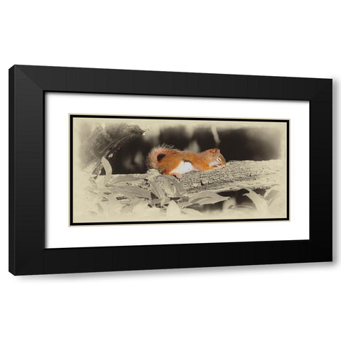 Sleeping Squirrel Black Modern Wood Framed Art Print with Double Matting by Brown, Jim