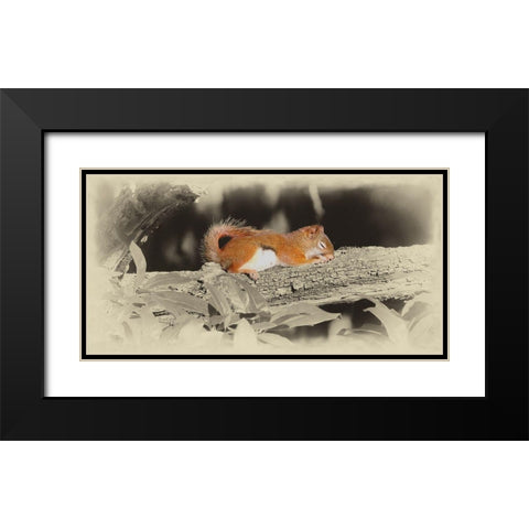 Sleeping Squirrel Black Modern Wood Framed Art Print with Double Matting by Brown, Jim