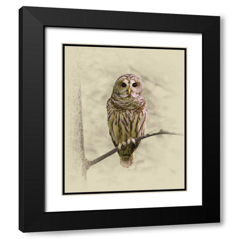 Barred Owl 1 Black Modern Wood Framed Art Print with Double Matting by Brown, Jim