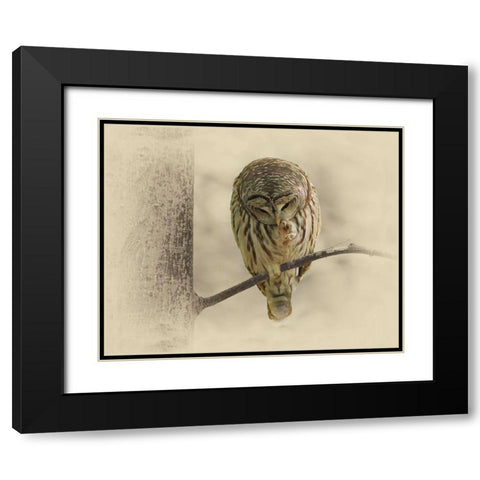Barred Owl 2 Black Modern Wood Framed Art Print with Double Matting by Brown, Jim