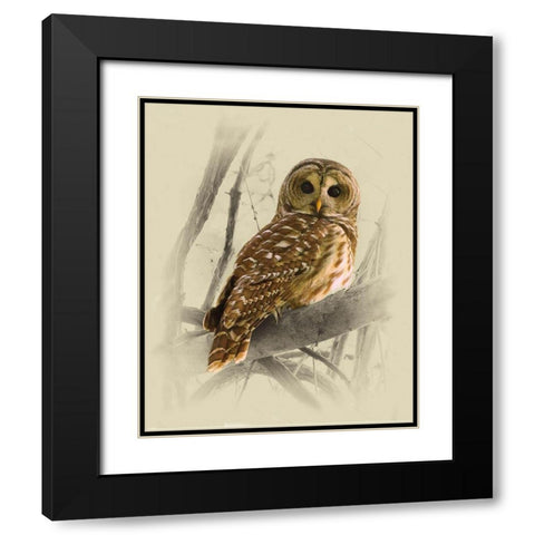 Barred Owl 3 Black Modern Wood Framed Art Print with Double Matting by Brown, Jim