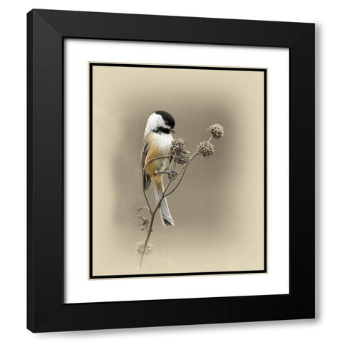 Black Capped Chickadee 1 Black Modern Wood Framed Art Print with Double Matting by Brown, Jim