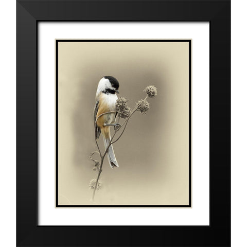Black Capped Chickadee 1 Black Modern Wood Framed Art Print with Double Matting by Brown, Jim