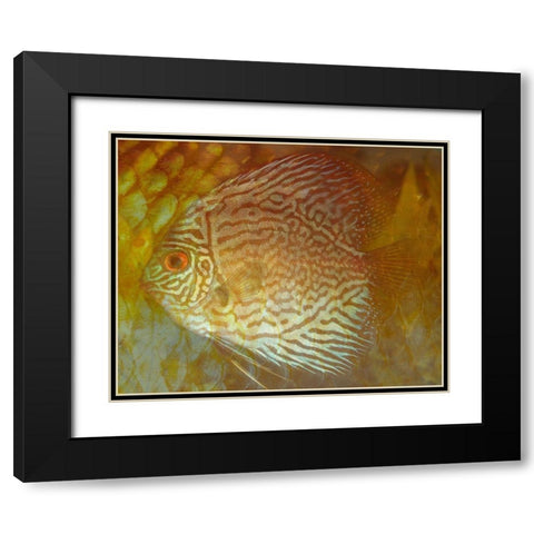 Discus II Black Modern Wood Framed Art Print with Double Matting by Bartola