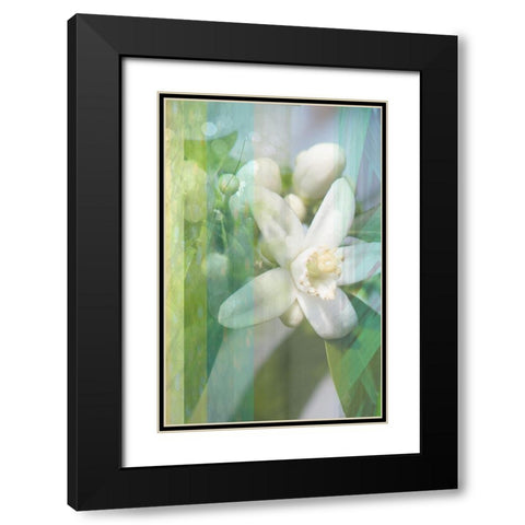 Orange Blossom Black Modern Wood Framed Art Print with Double Matting by Franklin