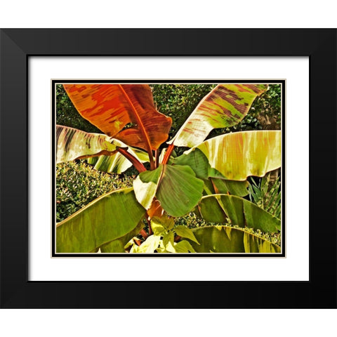 Banana Tree Black Modern Wood Framed Art Print with Double Matting by Simons