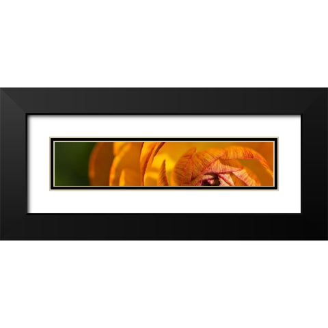 Flower Slice Orange I Black Modern Wood Framed Art Print with Double Matting by Simons