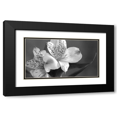 Lily in Black and White Black Modern Wood Framed Art Print with Double Matting by Simons