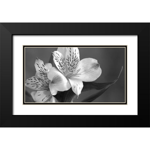 Lily in Black and White Black Modern Wood Framed Art Print with Double Matting by Simons