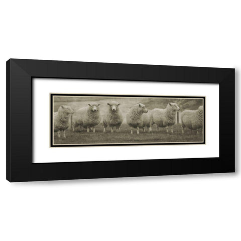 Pasture Graze  Black Modern Wood Framed Art Print with Double Matting by Phillip, Jamie