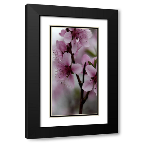 Beautiful Pink Black Modern Wood Framed Art Print with Double Matting by Phillip, Jamie