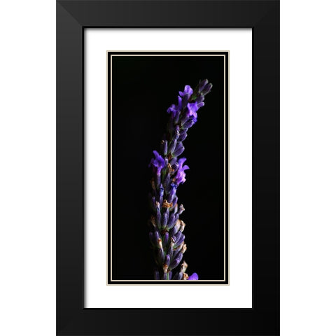 Midnight Lavender Black Modern Wood Framed Art Print with Double Matting by Phillip, Jamie