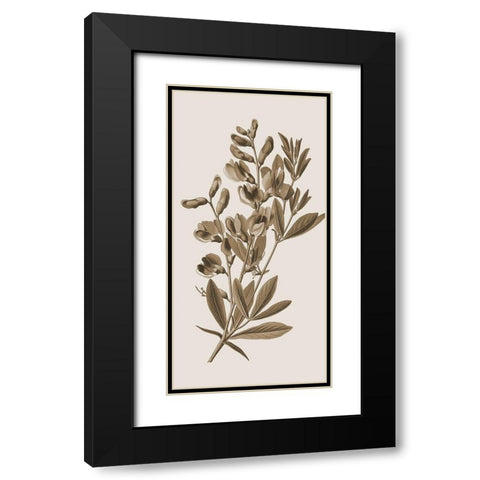 Toned Botanical 2 Black Modern Wood Framed Art Print with Double Matting by Phillip, Jamie