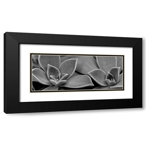 Succulent 1 Black Modern Wood Framed Art Print with Double Matting by Phillip, Jamie