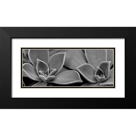 Succulent 1 Black Modern Wood Framed Art Print with Double Matting by Phillip, Jamie