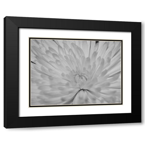 Angel White Flower Black Modern Wood Framed Art Print with Double Matting by Phillip, Jamie
