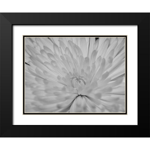 Angel White Flower Black Modern Wood Framed Art Print with Double Matting by Phillip, Jamie