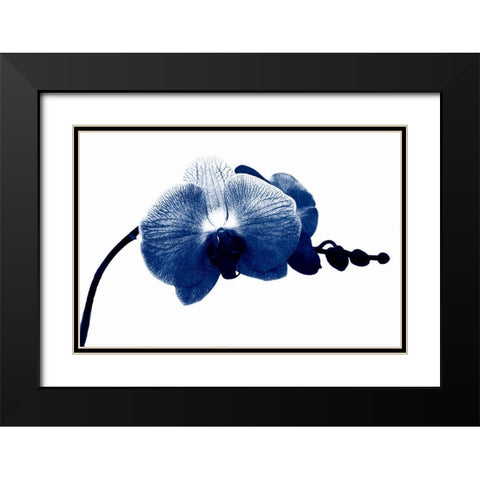 Super Blue Orchid Black Modern Wood Framed Art Print with Double Matting by Phillip, Jamie
