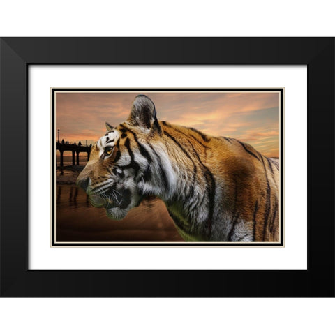 Tiger Bay Black Modern Wood Framed Art Print with Double Matting by Phillip, Jamie