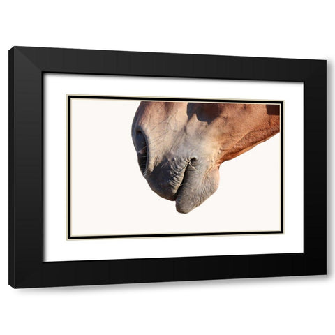 Horse Black Modern Wood Framed Art Print with Double Matting by Phillip, Jamie