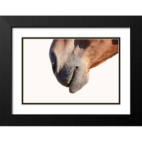 Horse Black Modern Wood Framed Art Print with Double Matting by Phillip, Jamie