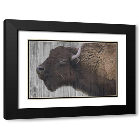 Buffalo Alpha Black Modern Wood Framed Art Print with Double Matting by Phillip, Jamie