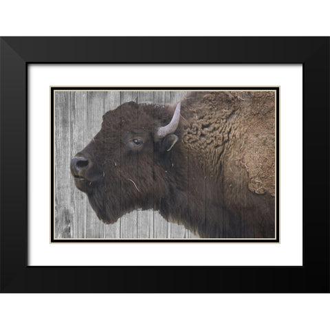 Buffalo Alpha Black Modern Wood Framed Art Print with Double Matting by Phillip, Jamie