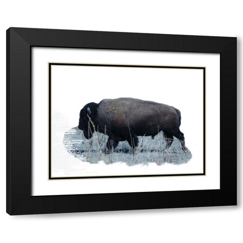 Grazing Buffalo Black Modern Wood Framed Art Print with Double Matting by Phillip, Jamie