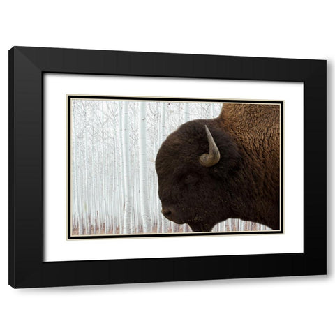 Bison Season 4 Black Modern Wood Framed Art Print with Double Matting by Phillip, Jamie