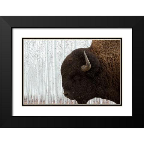 Bison Season 4 Black Modern Wood Framed Art Print with Double Matting by Phillip, Jamie