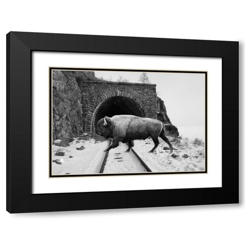 Bison Season 5 Black Modern Wood Framed Art Print with Double Matting by Phillip, Jamie
