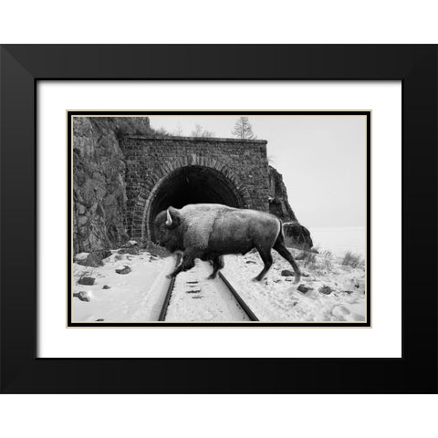 Bison Season 5 Black Modern Wood Framed Art Print with Double Matting by Phillip, Jamie