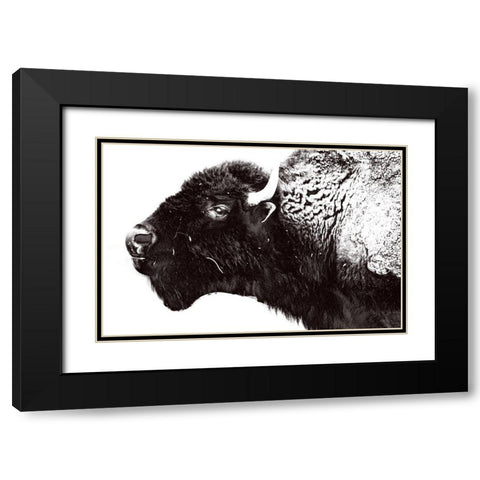 Bison Season 7 Black Modern Wood Framed Art Print with Double Matting by Phillip, Jamie