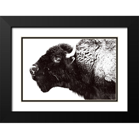 Bison Season 7 Black Modern Wood Framed Art Print with Double Matting by Phillip, Jamie