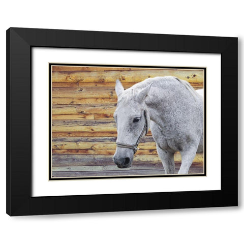 Barn Horse Black Modern Wood Framed Art Print with Double Matting by Phillip, Jamie