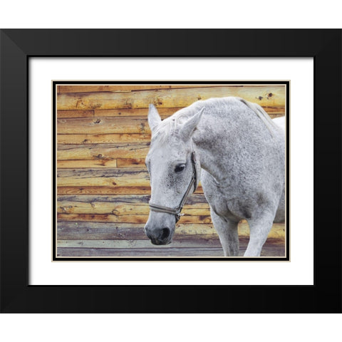 Barn Horse Black Modern Wood Framed Art Print with Double Matting by Phillip, Jamie