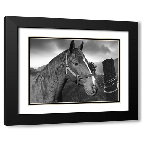 Field Horse Black Modern Wood Framed Art Print with Double Matting by Phillip, Jamie