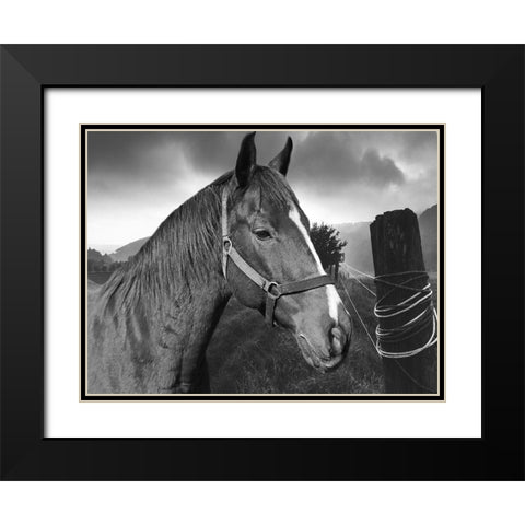 Field Horse Black Modern Wood Framed Art Print with Double Matting by Phillip, Jamie