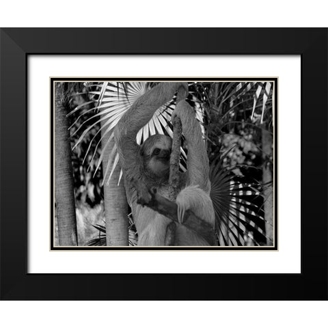 Lickity Sloth Black Modern Wood Framed Art Print with Double Matting by Phillip, Jamie