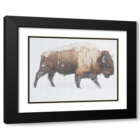 Winter Bison Black Modern Wood Framed Art Print with Double Matting by Phillip, Jamie