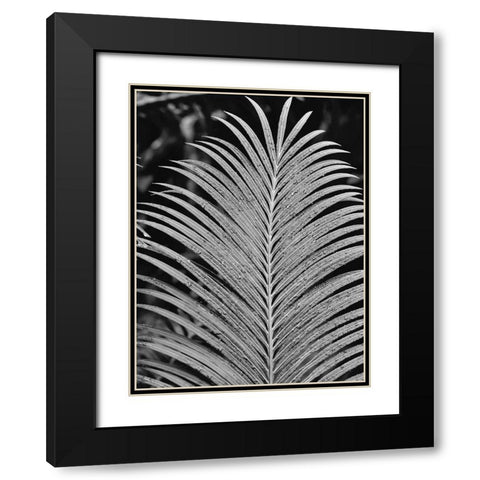 Tropical Palm 2 Black Modern Wood Framed Art Print with Double Matting by Phillip, Jamie