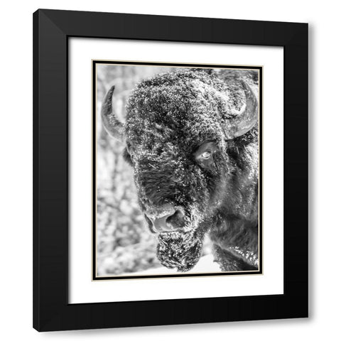 Snow Bison 2 Black Modern Wood Framed Art Print with Double Matting by Phillip, Jamie