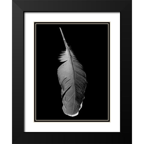Black Flight Black Modern Wood Framed Art Print with Double Matting by Phillip, Jamie