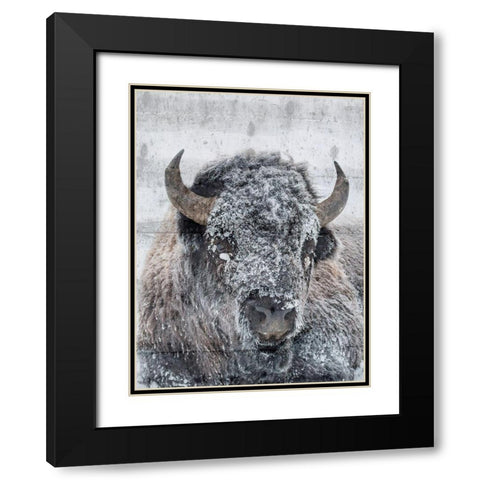 Snow Bison Black Modern Wood Framed Art Print with Double Matting by Phillip, Jamie