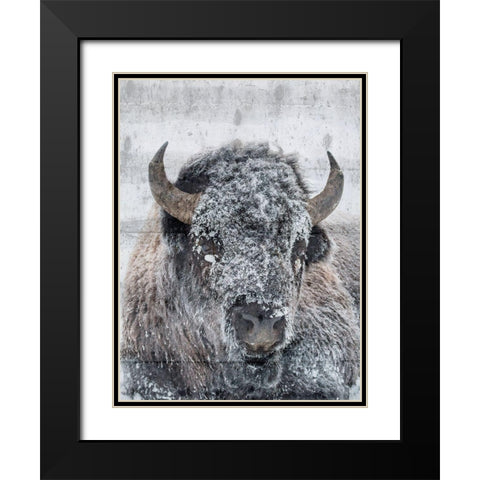 Snow Bison Black Modern Wood Framed Art Print with Double Matting by Phillip, Jamie