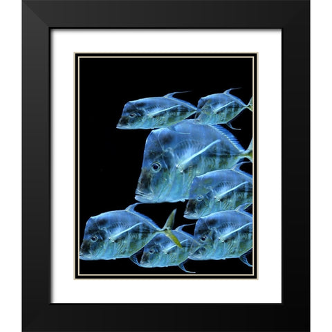 Fish Party Black Modern Wood Framed Art Print with Double Matting by Phillip, Jamie