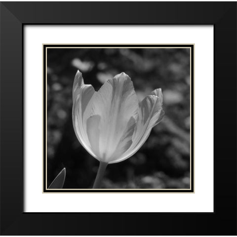 Tulip BW 2 Black Modern Wood Framed Art Print with Double Matting by Phillip, Jamie
